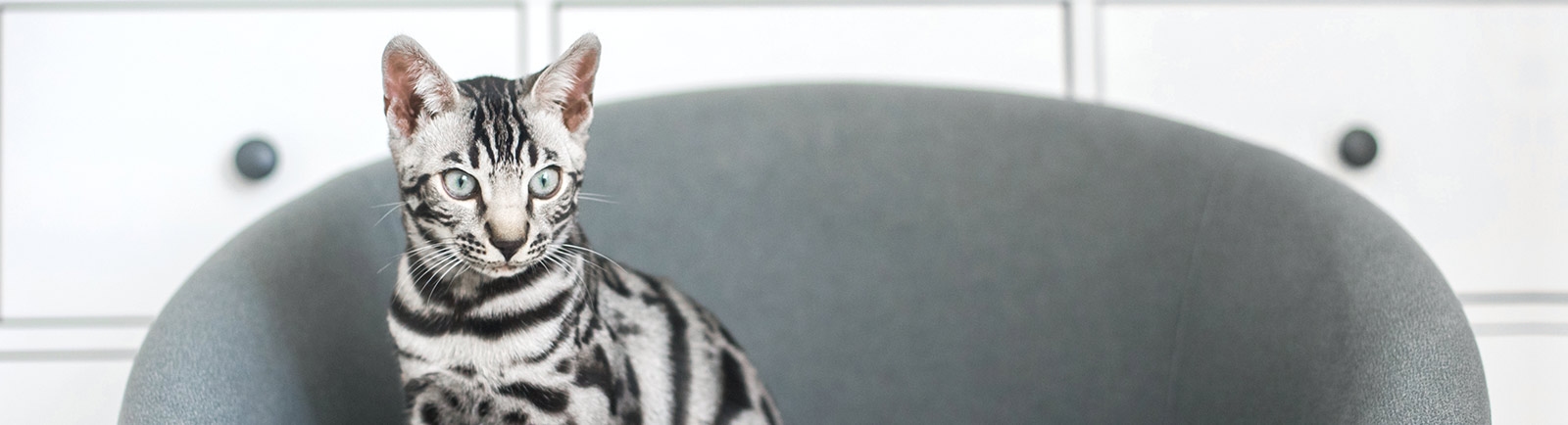 Douglasville Veterinary Hospital Douglasville Veterinary Hospital