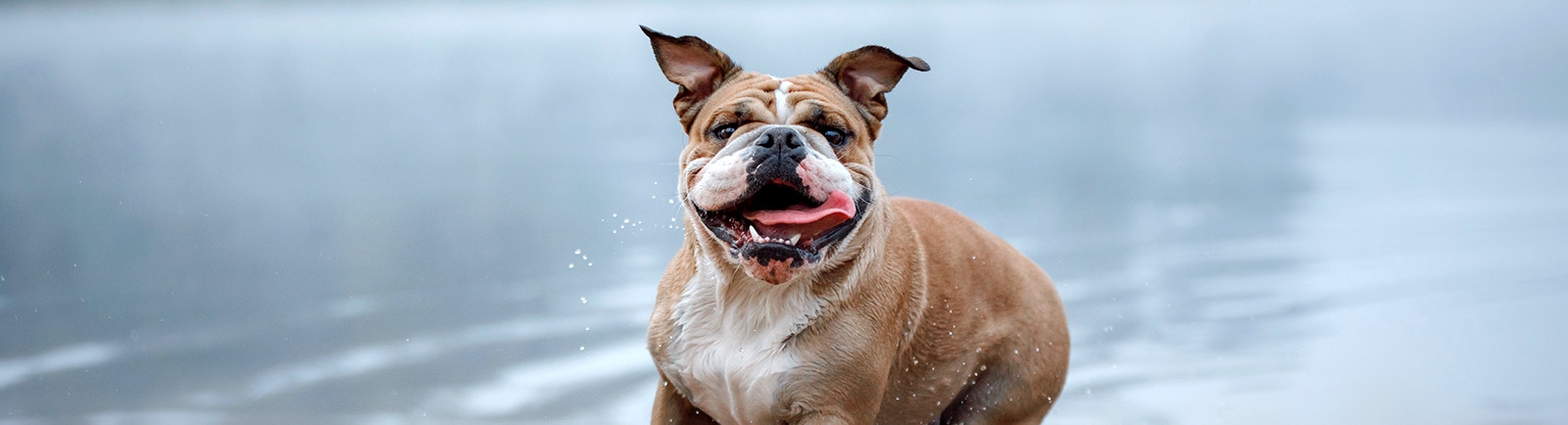 Hyde Park Veterinary Clinic Hyde Park Veterinary Clinic