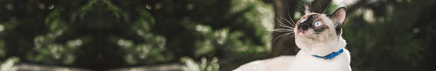 St. Francis Veterinary Hospital St. Francis Veterinary Hospital