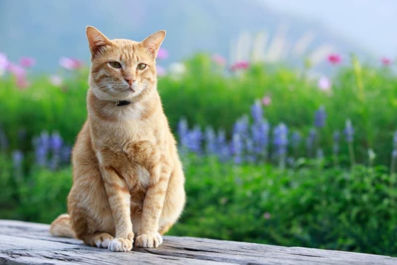 Why is my cat breathing so fast? Why is my cat breathing so fast?