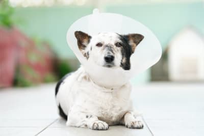 Dog Knee Surgery Dog Knee Surgery