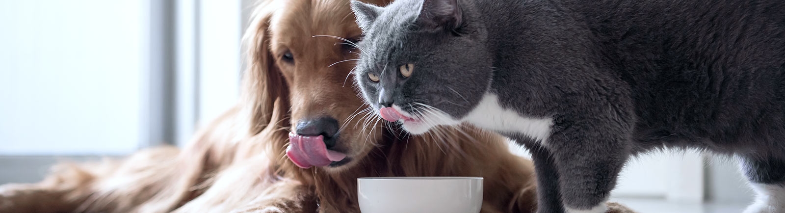 Ygnacio Animal Hospital Ygnacio Animal Hospital