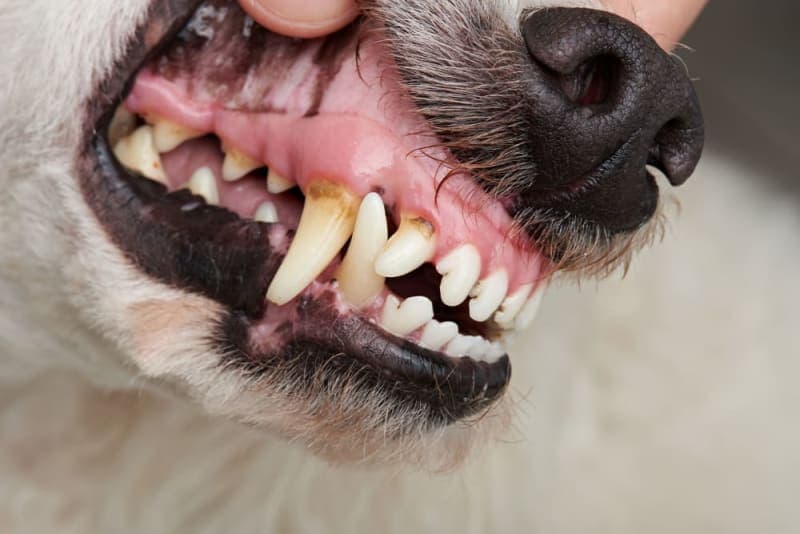 Signs Your Dog Needs a Dental Cleaning Signs Your Dog Needs a Dental Cleaning
