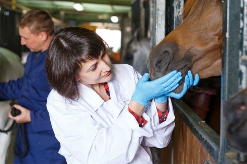 Symptoms of Equine Influenza & How It's Treated Symptoms of Equine Influenza & How It's Treated