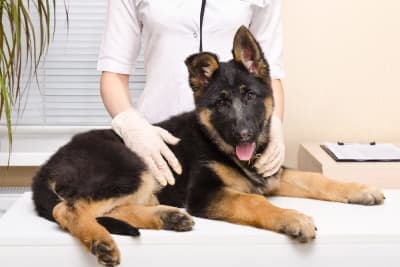Puppy’s First Vet Visit: Checklist & What to Expect Puppy’s First Vet Visit: Checklist & What to Expect