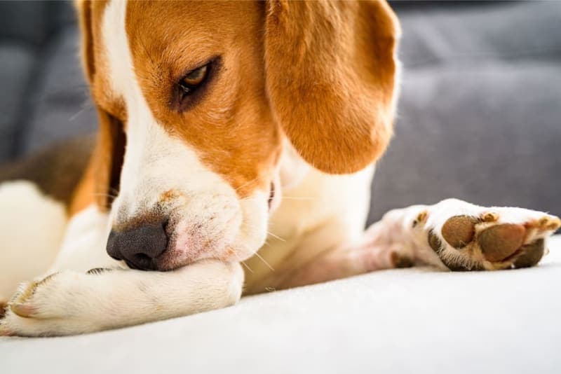Mold Allergy in Dogs: Symptoms & Treatment Mold Allergy in Dogs: Symptoms & Treatment