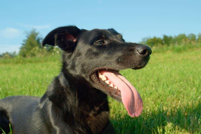 How to Care for a Dog After Surgery How to Care for a Dog After Surgery