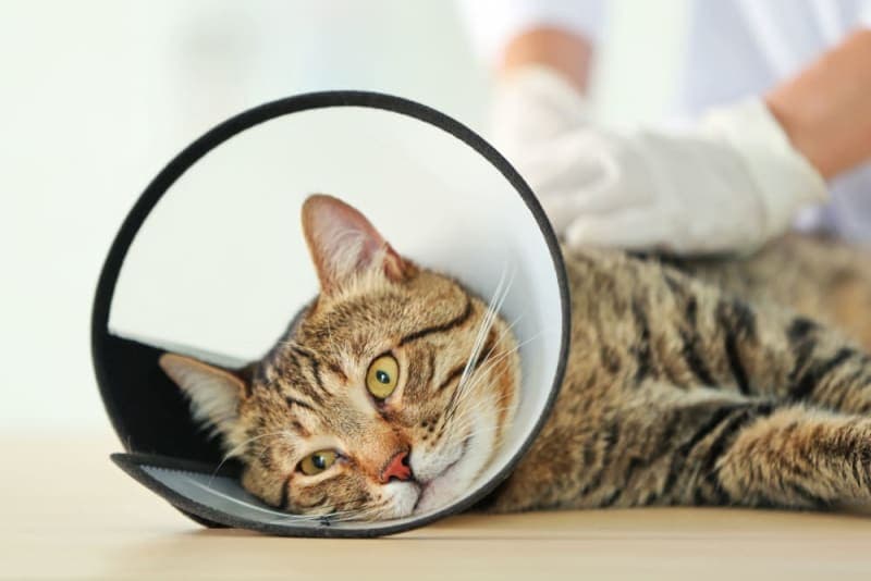 Male Cat Before & After Neutering: Behavior & Recovery Male Cat Before & After Neutering: Behavior & Recovery