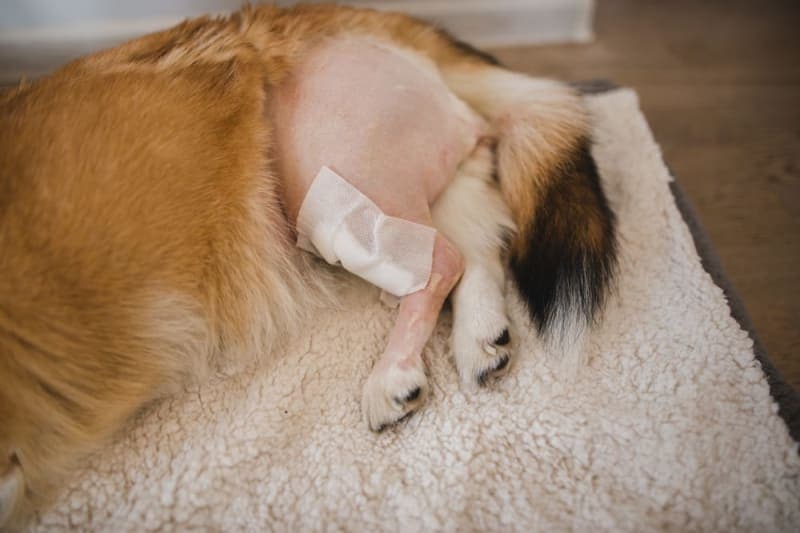 Cranial Cruciate Ligament (CCL) Surgery in Dogs Cranial Cruciate Ligament (CCL) Surgery in Dogs