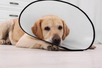 Managing Your Dog's Pain After Neutering Managing Your Dog's Pain After Neutering