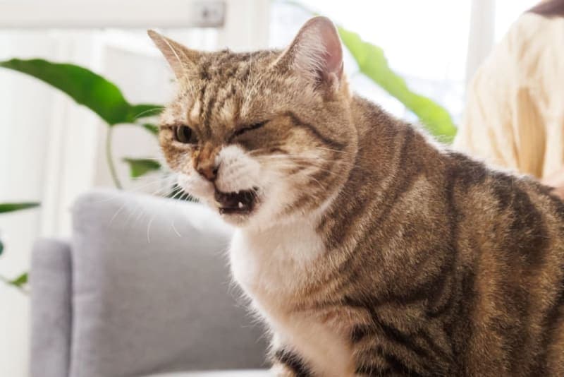 Signs Your Pet Is Choking & What to Do Signs Your Pet Is Choking & What to Do