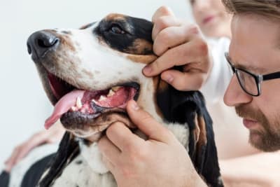 Dog Dental Care - How to Take Care of Your Dog's Teeth Dog Dental Care - How to Take Care of Your Dog's Teeth