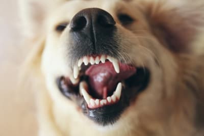 Periodontal Disease in Dogs: How to Stop & Prevent Periodontal Disease in Dogs Periodontal Disease in Dogs: How to Stop & Prevent Periodontal Disease in Dogs