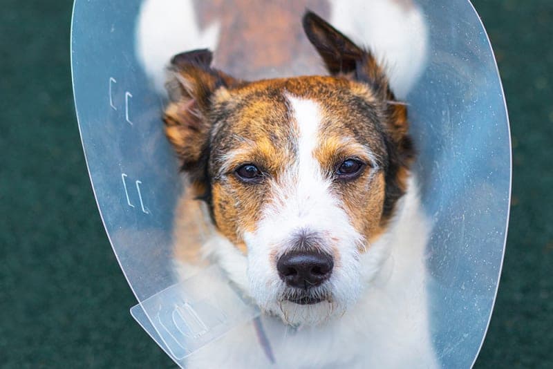 Tips For Helping Your Dog Recover Well After Surgery Tips For Helping Your Dog Recover Well After Surgery