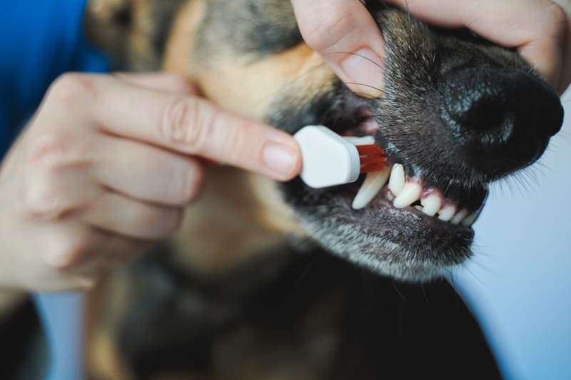 Dog Tooth Extractions Dog Tooth Extractions