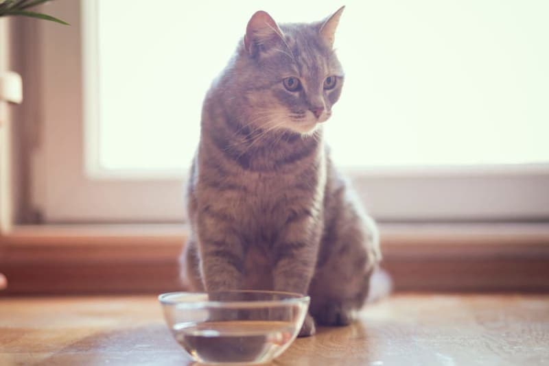 My Cat Won't Drink Water! What Should I Do? My Cat Won't Drink Water! What Should I Do?