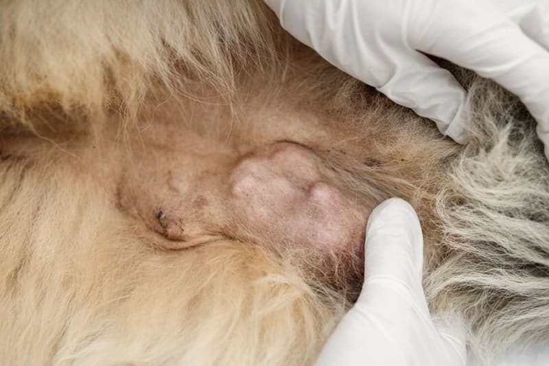 Mastitis in Dogs: Everything You Should Know Mastitis in Dogs: Everything You Should Know
