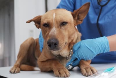 Parainfluenza in Dogs Parainfluenza in Dogs