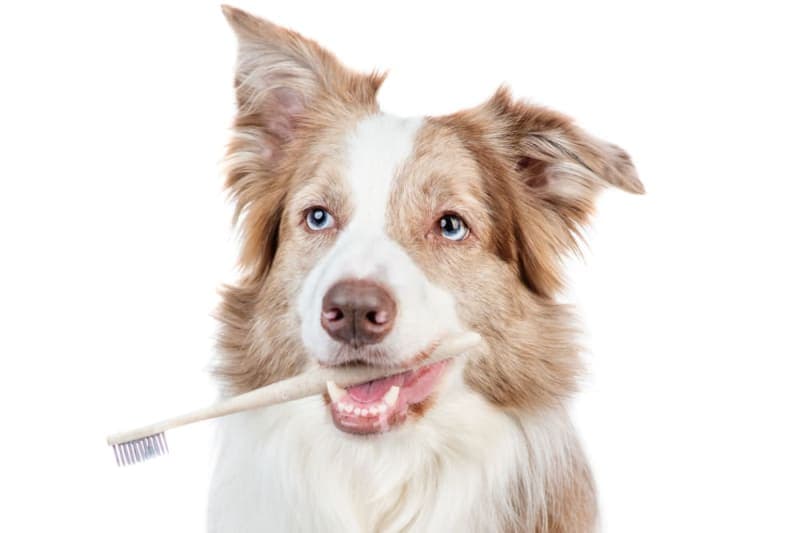 Dental Care for Senior Dogs Dental Care for Senior Dogs