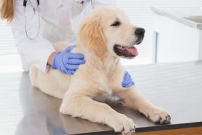 Hookworm in Dogs: Signs, Treatment & Prevention Hookworm in Dogs: Signs, Treatment & Prevention