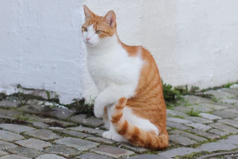 Cat Limping? Causes and What to Do Cat Limping? Causes and What to Do