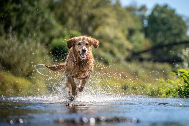 Heatstroke in Dogs Heatstroke in Dogs