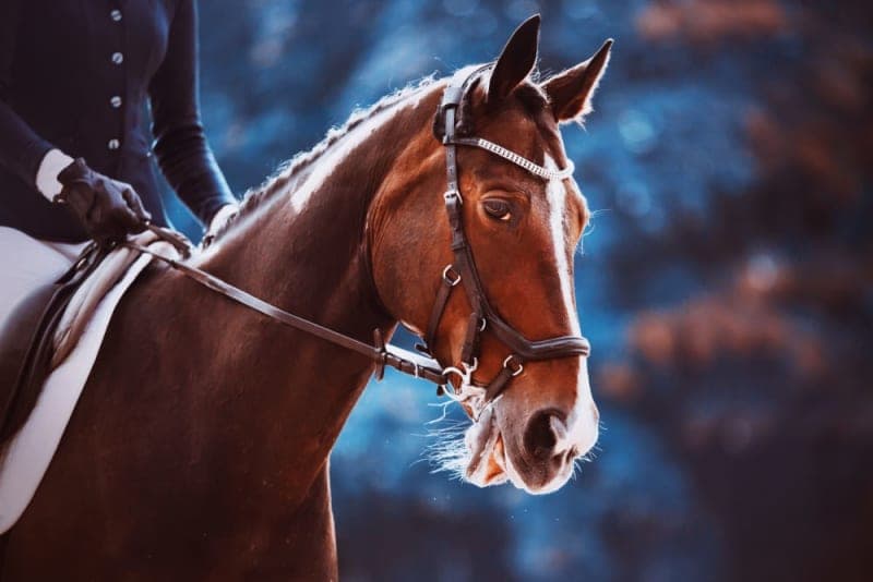 What Vaccines Do Horses Need? What Vaccines Do Horses Need?
