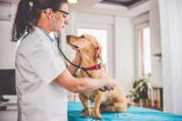How Often Should I Take My Dog To The Vet? How Often Should I Take My Dog To The Vet?
