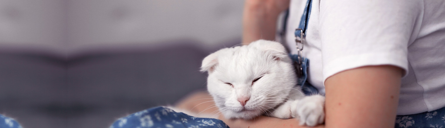 Rancho Park Veterinary Clinic Rancho Park Veterinary Clinic