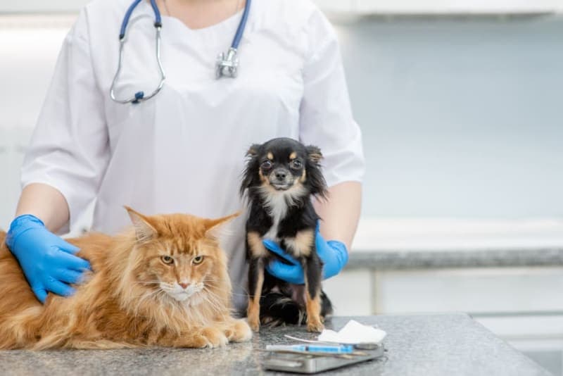Endoscopy for Diagnosing & Treating Digestive Issues in Pets Endoscopy for Diagnosing & Treating Digestive Issues in Pets