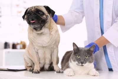 Routine Vet Exams: Why Are Regular Veterinary Checkups Important? Routine Vet Exams: Why Are Regular Veterinary Checkups Important?