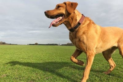 Why is My Dog Limping? Common Causes and What You Can Do Why is My Dog Limping? Common Causes and What You Can Do