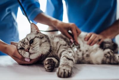 Diarrhea in Cats: Common Causes & When It's Serious Diarrhea in Cats: Common Causes & When It's Serious
