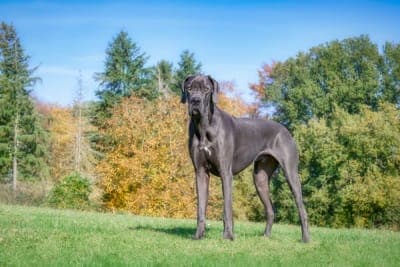 How often should I take my dog to the vet? How often should I take my dog to the vet?