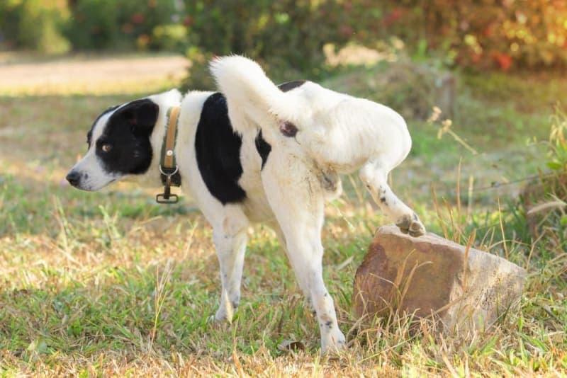 Why Does My Pet Need a Urinalysis? Why Does My Pet Need a Urinalysis?