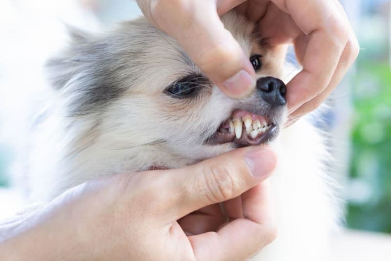 What to Expect From Your Dog's Tooth Extraction What to Expect From Your Dog's Tooth Extraction