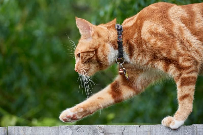 When should I take my cat to the vet for limping? When should I take my cat to the vet for limping?
