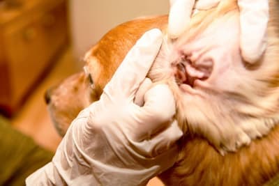 Signs of Ear Infection in Dogs & What You Should Do Signs of Ear Infection in Dogs & What You Should Do