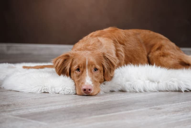 Bordetella in Dogs Bordetella in Dogs