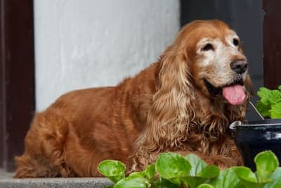 How to Take Care of a Senior Dog: Tips & Advice How to Take Care of a Senior Dog: Tips & Advice