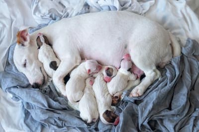 Your Comprehensive Guide to C-Section in Dogs Your Comprehensive Guide to C-Section in Dogs