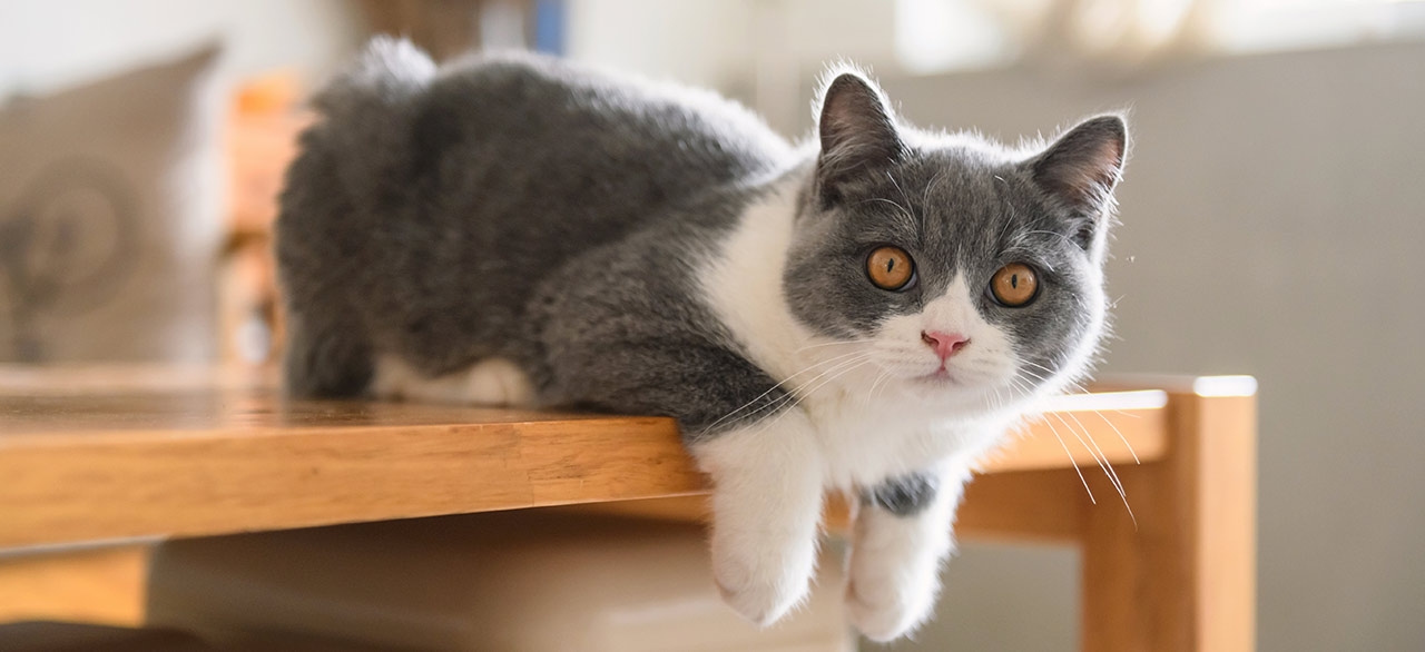 thomasville-veterinary-hospital-banner-3 thomasville-veterinary-hospital-banner-3