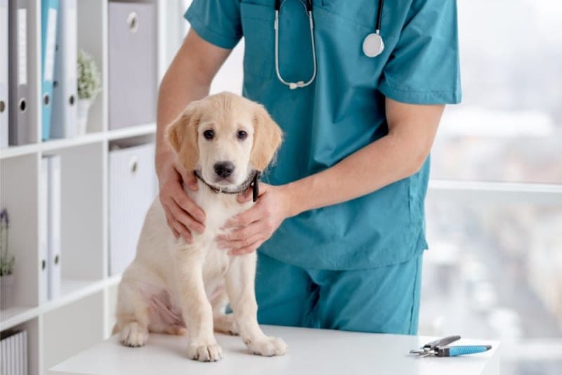 Anemia in Dogs Anemia in Dogs