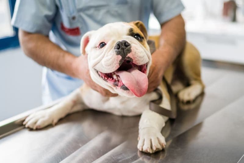 Understanding Blood Tests for Dogs Understanding Blood Tests for Dogs