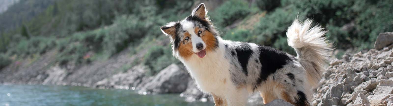 Coral Breeze Animal Hospital Coral Breeze Animal Hospital