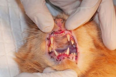Stomatitis in Cats Stomatitis in Cats