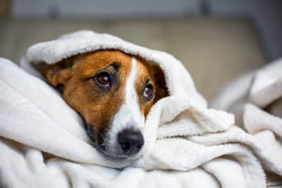 What Is Kennel Cough in Dogs? Symptoms, Treatment, & Prevention What Is Kennel Cough in Dogs? Symptoms, Treatment, & Prevention