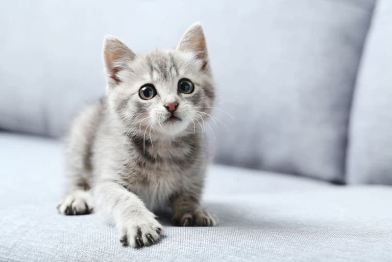 Kitten Age Chart: How to Tell How Old a Kitten Is Kitten Age Chart: How to Tell How Old a Kitten Is