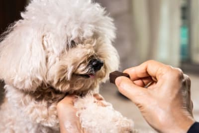 Importance of Parasite Control in Dogs Importance of Parasite Control in Dogs