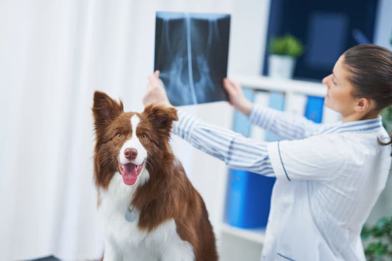 Diagnostic Imaging for your Dog or Cat Diagnostic Imaging for your Dog or Cat